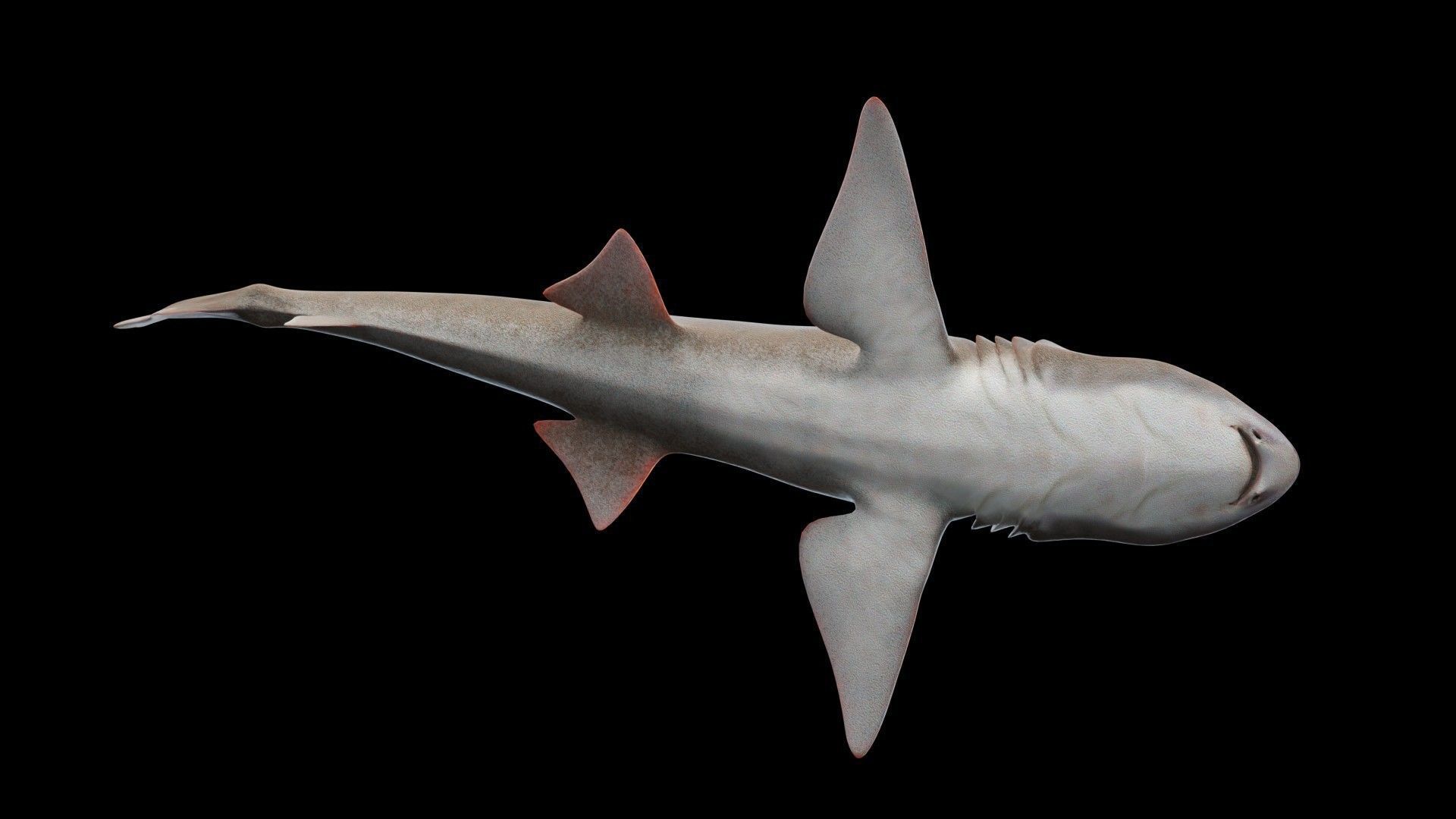 Smoothhound Shark Low-poly 3D model_8