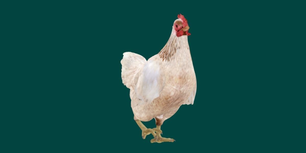 Hen The Chicken 3D model_20