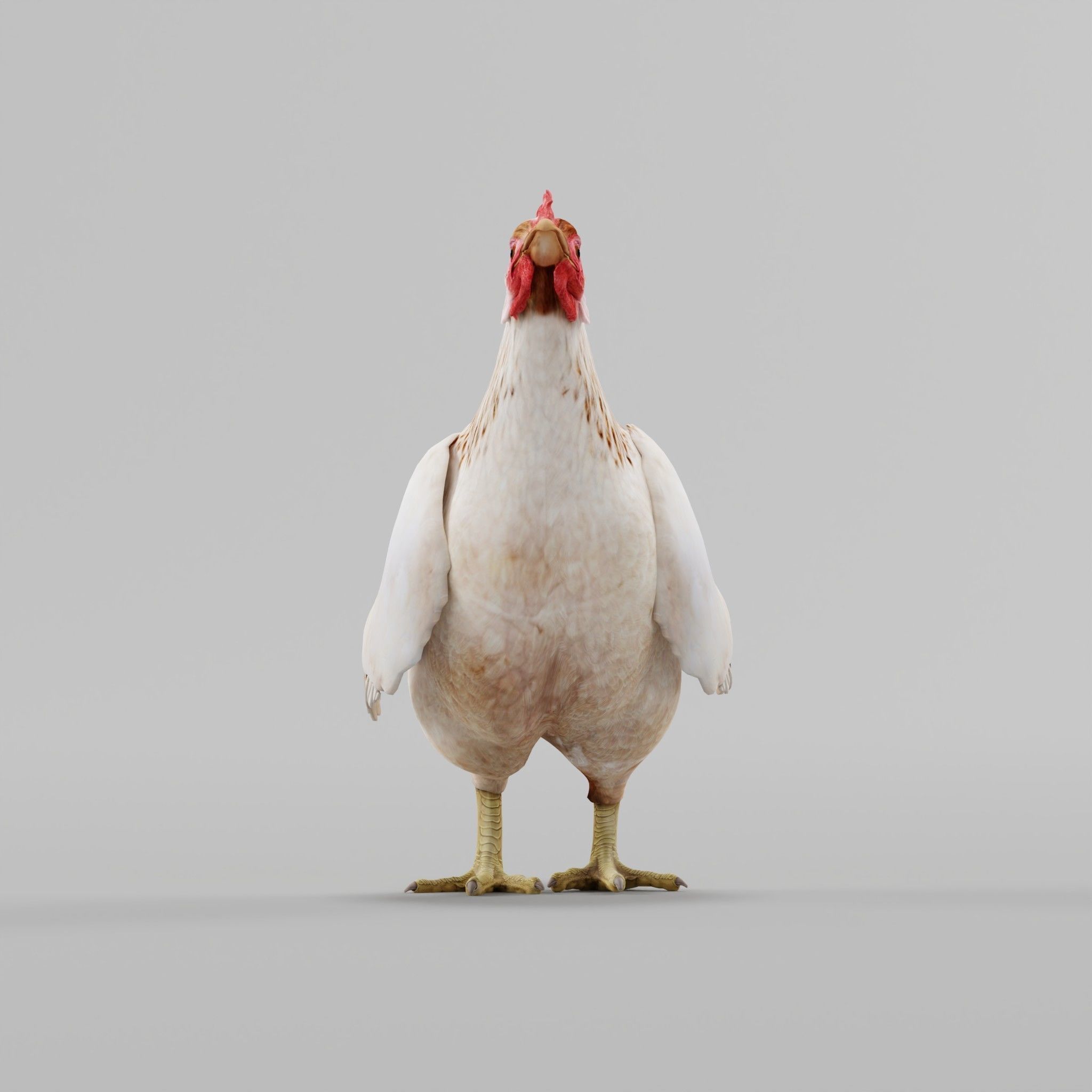 Hen The Chicken 3D model_4