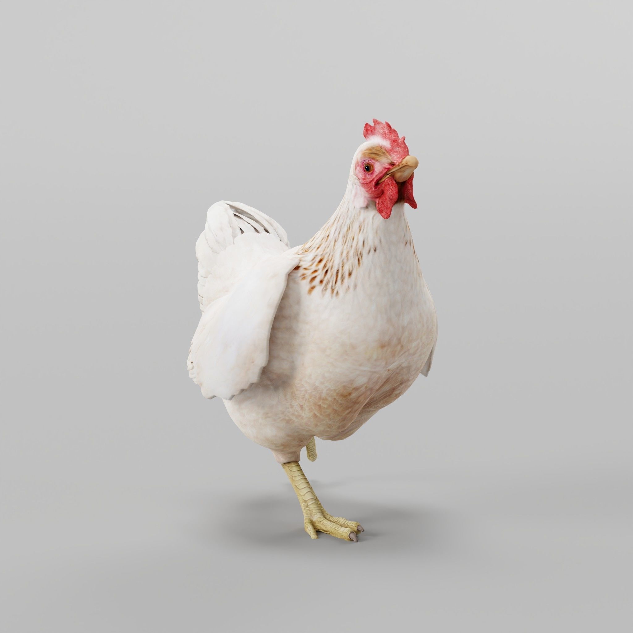 Hen The Chicken 3D model_6