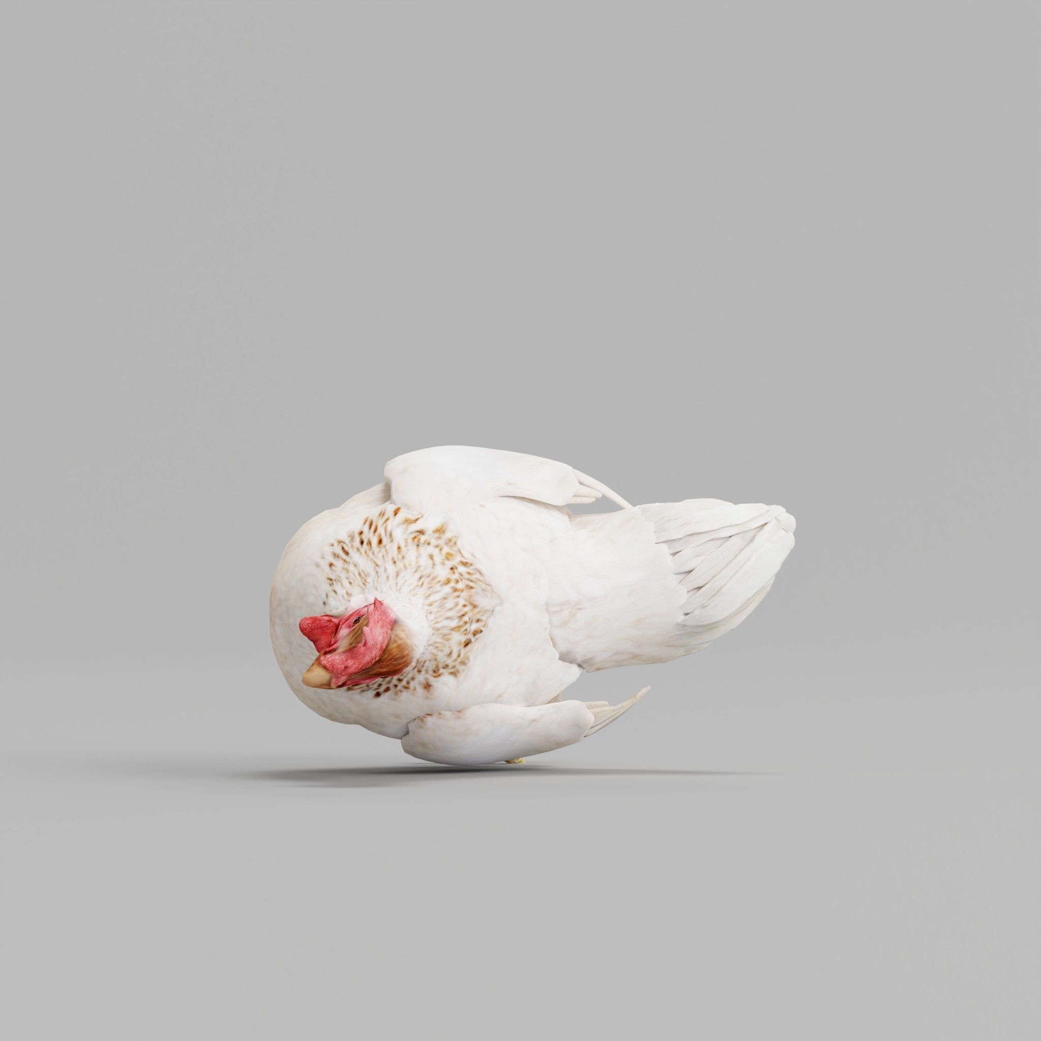 Hen The Chicken 3D model_2