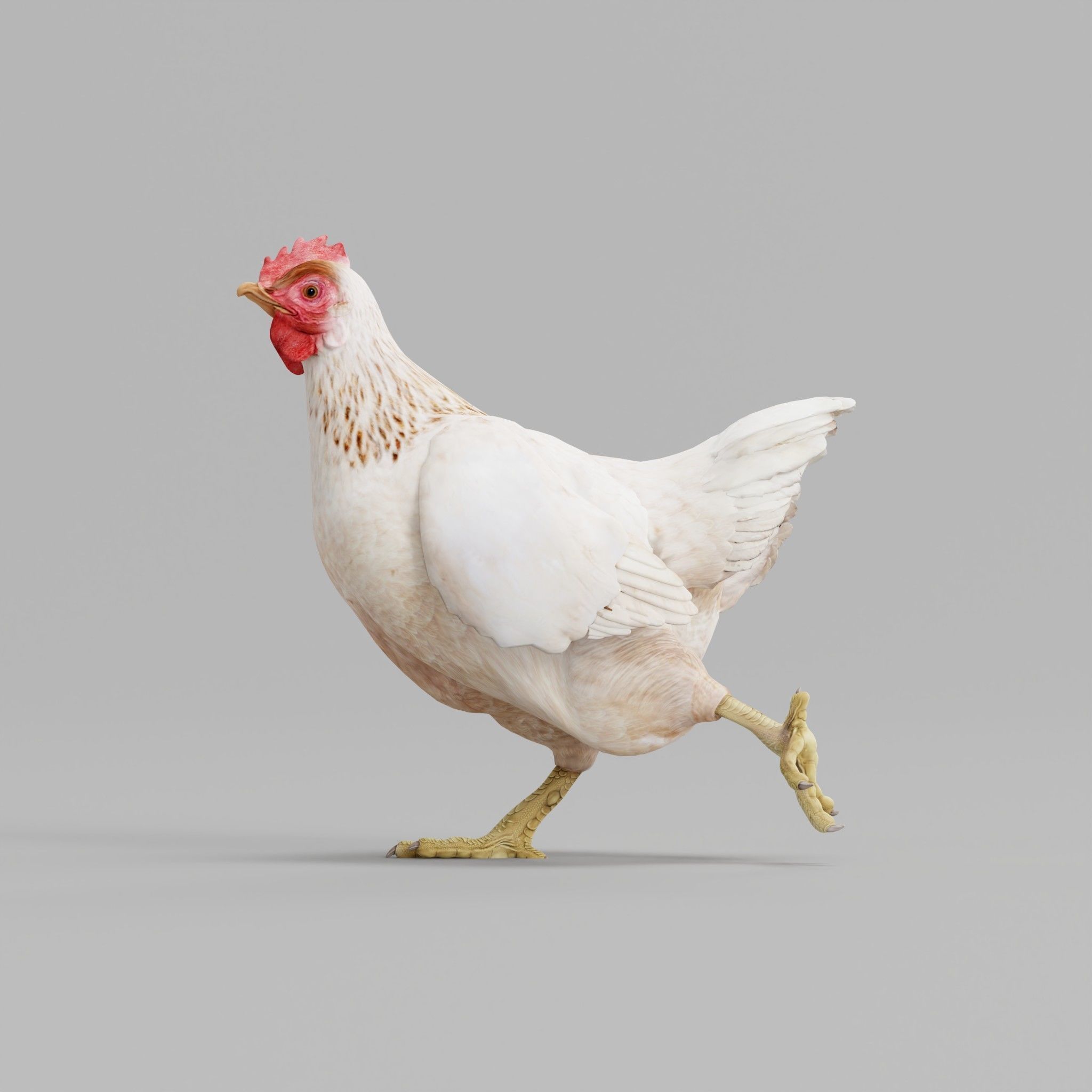 Hen The Chicken 3D model_7