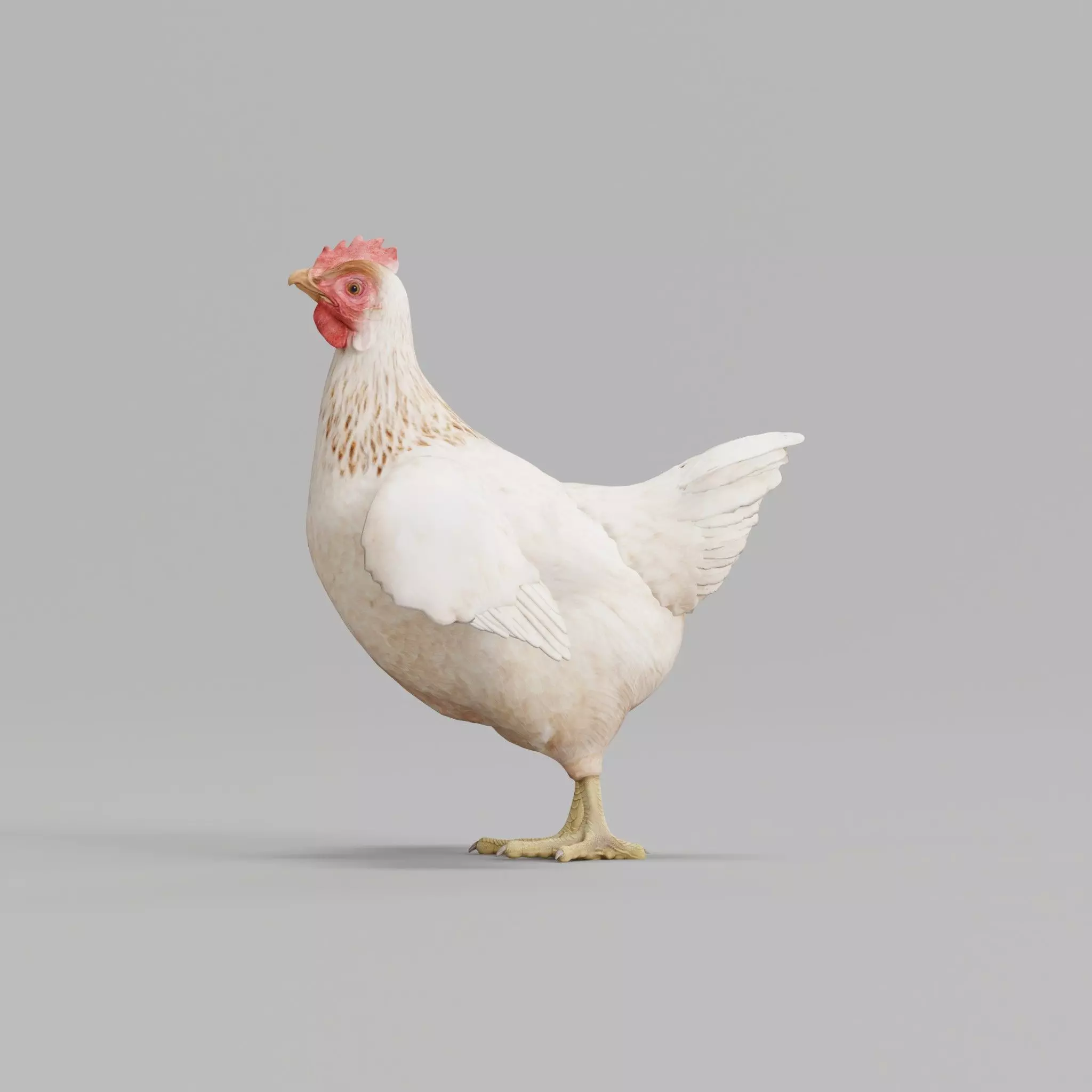 Hen The Chicken 3D model_0