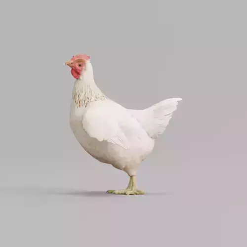 Hen The Chicken 3D model