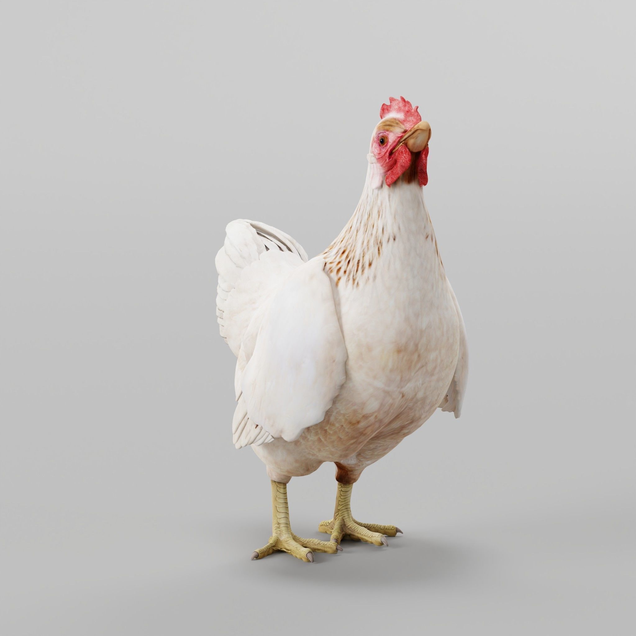 Hen The Chicken 3D model_3