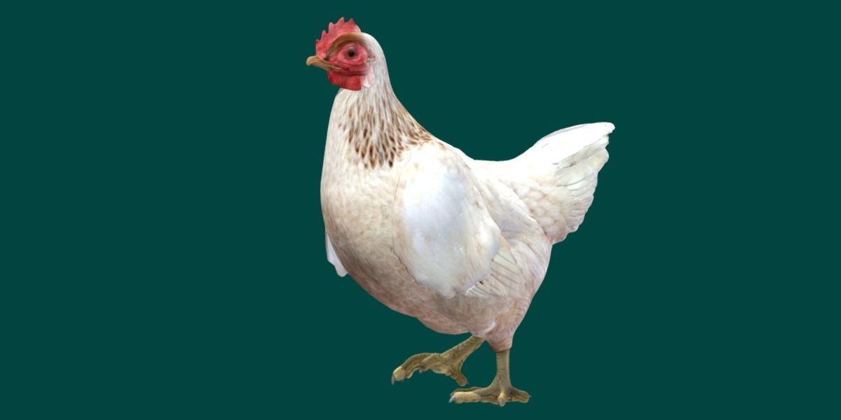 Hen The Chicken 3D model_8