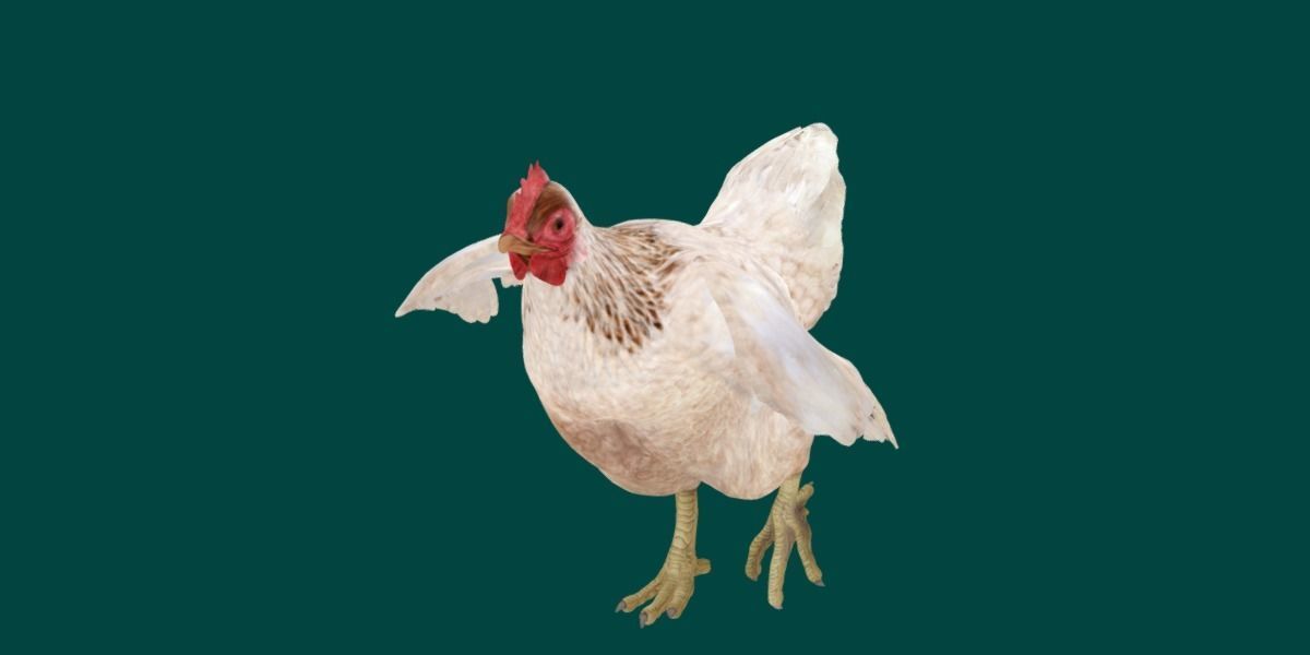 Hen The Chicken 3D model_19