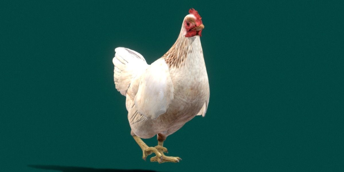 Hen The Chicken 3D model_23