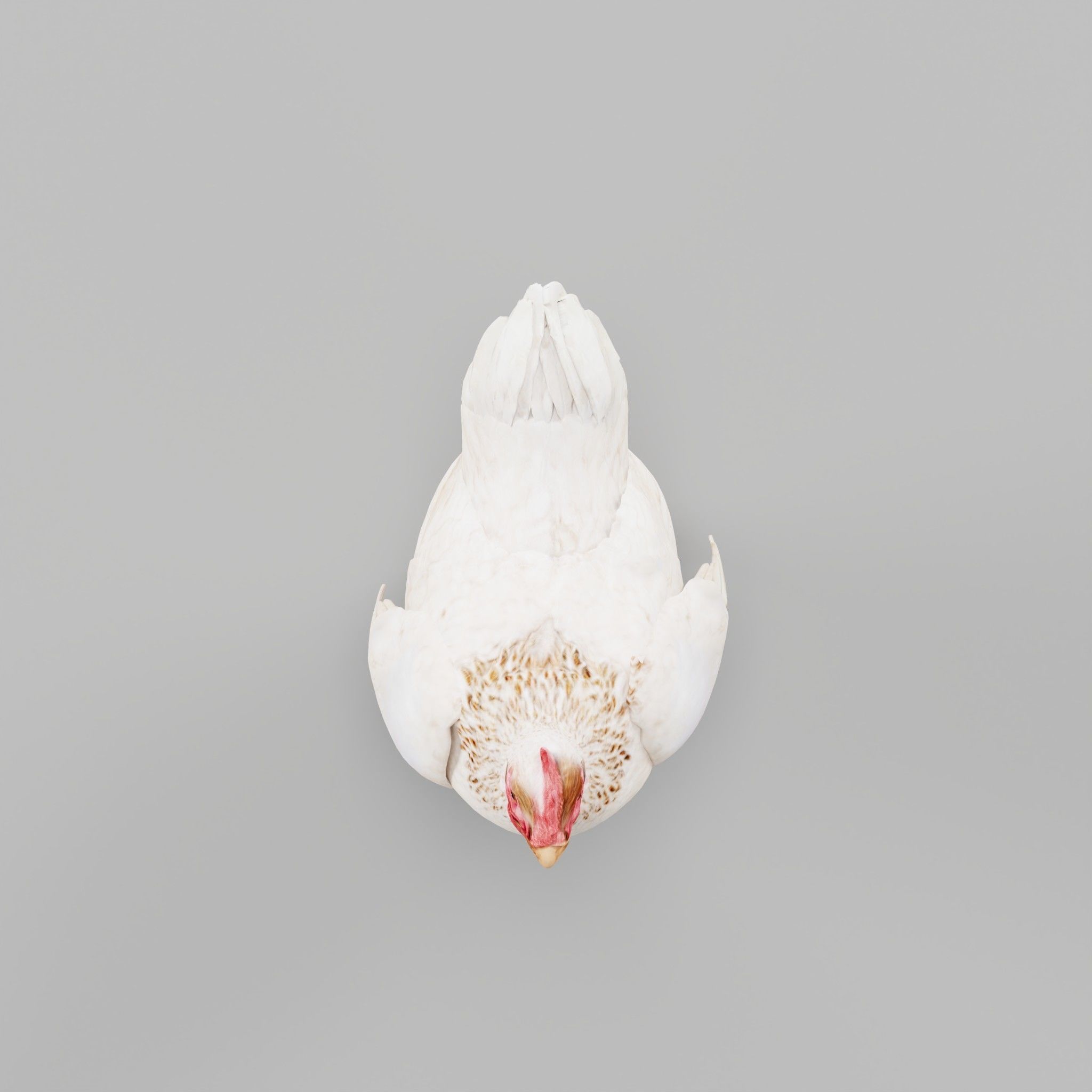 Hen The Chicken 3D model_5