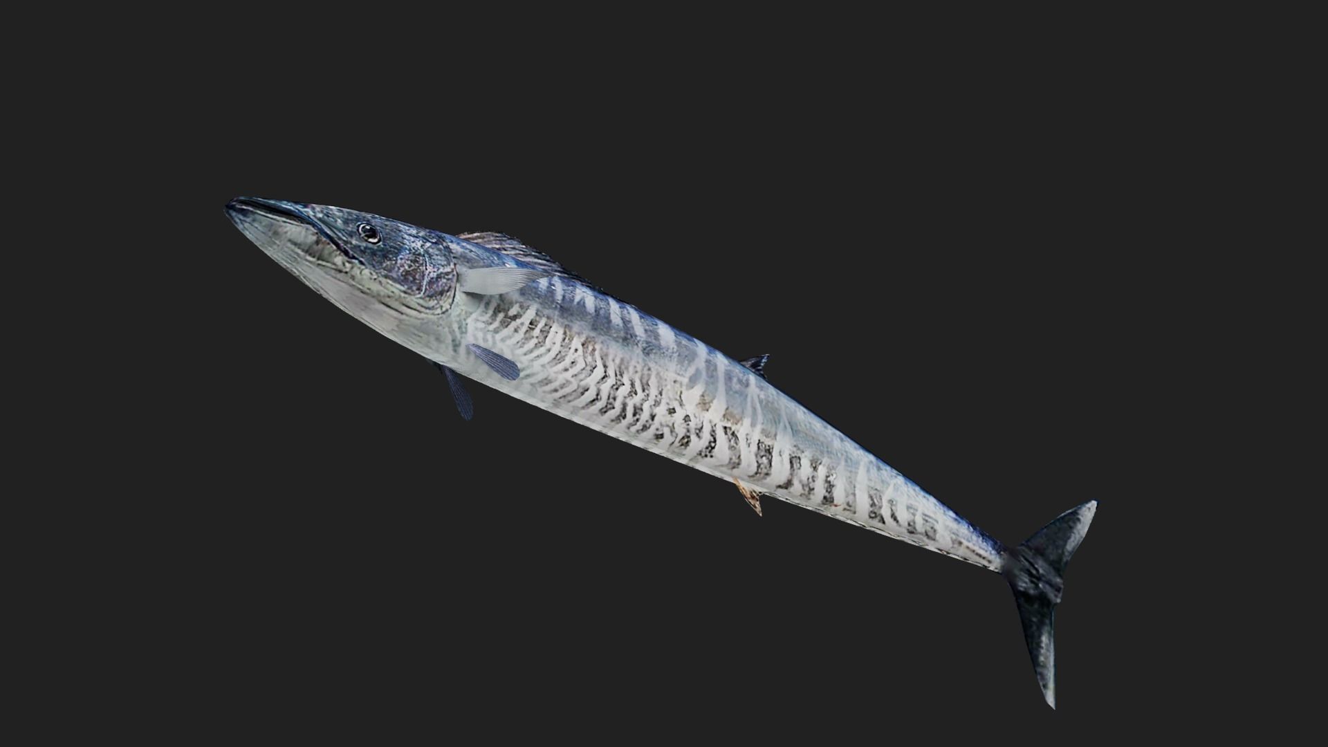 Wahoo Low-poly 3D model_2