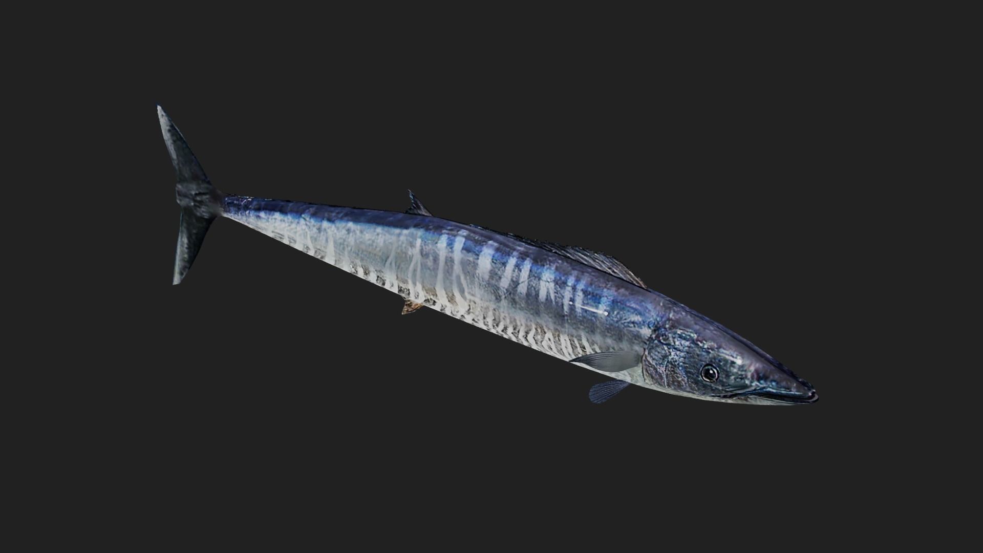 Wahoo Low-poly 3D model_4