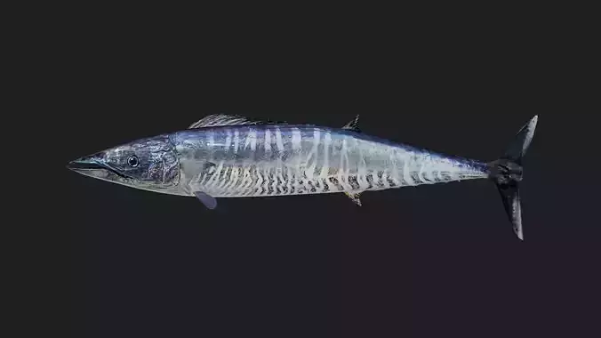 Wahoo Low-poly 3D model
