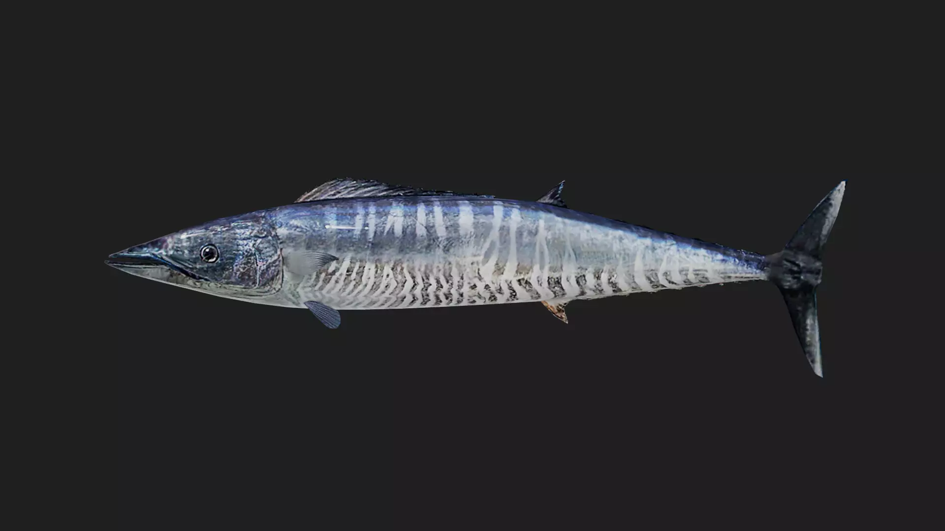 Wahoo Low-poly 3D model_0