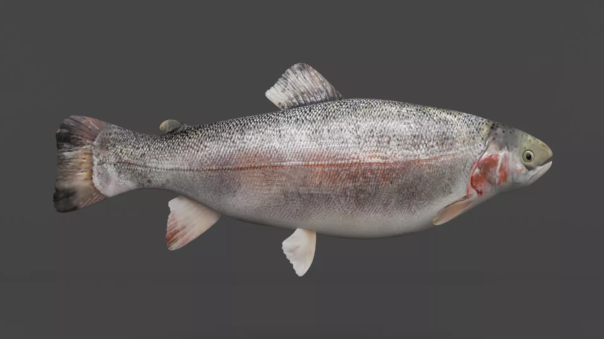 Fish Trout 3D model