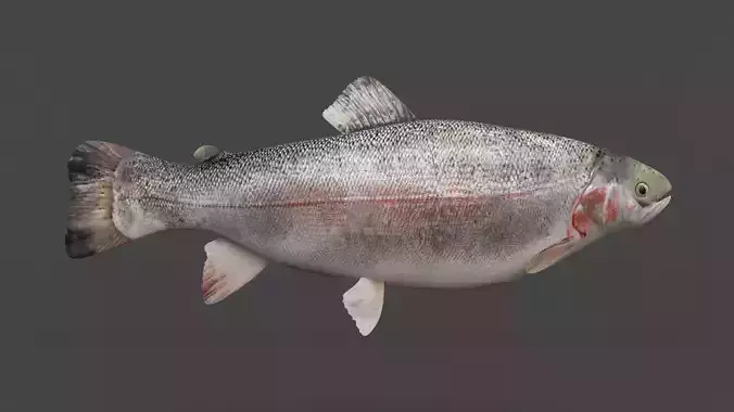 Fish Trout 3D model