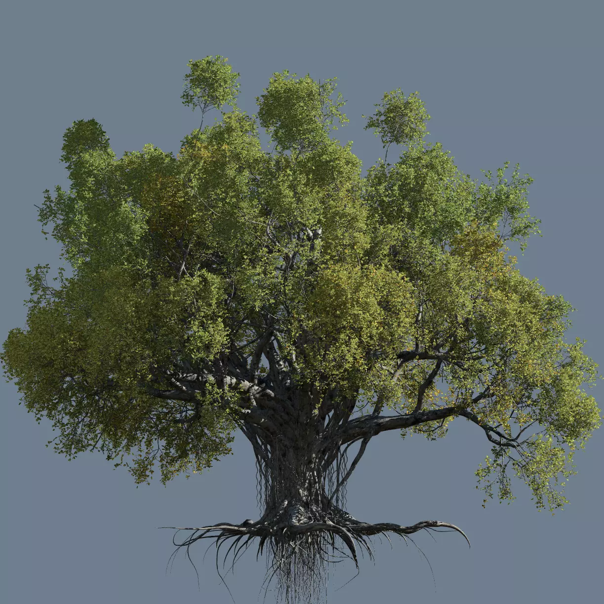 High quality Large banyan tree 02 3D model_0