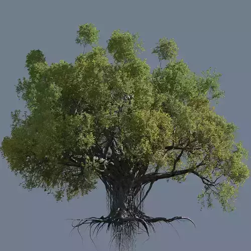 High quality Large banyan tree 02 3D model