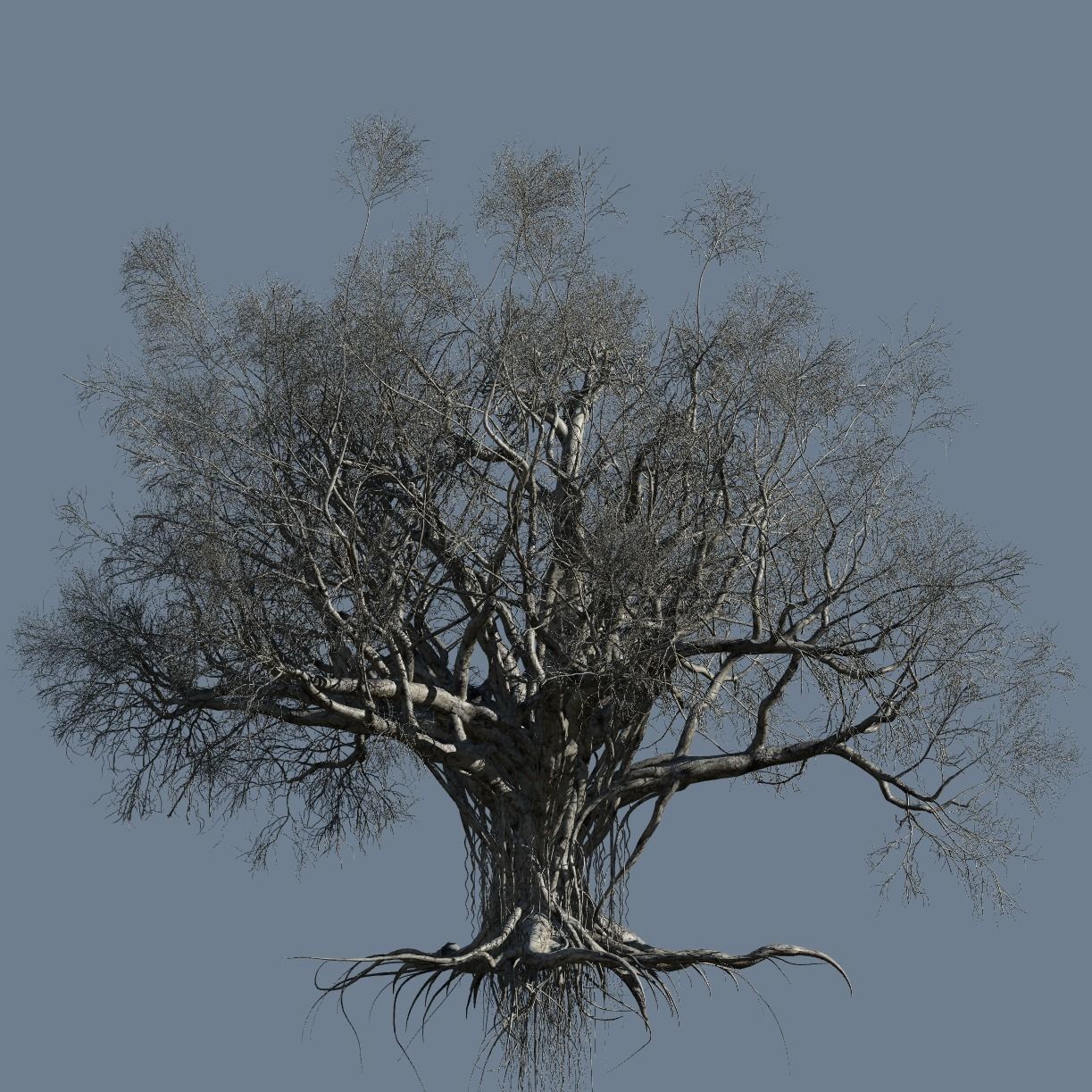 High quality Large banyan tree 02 3D model_2
