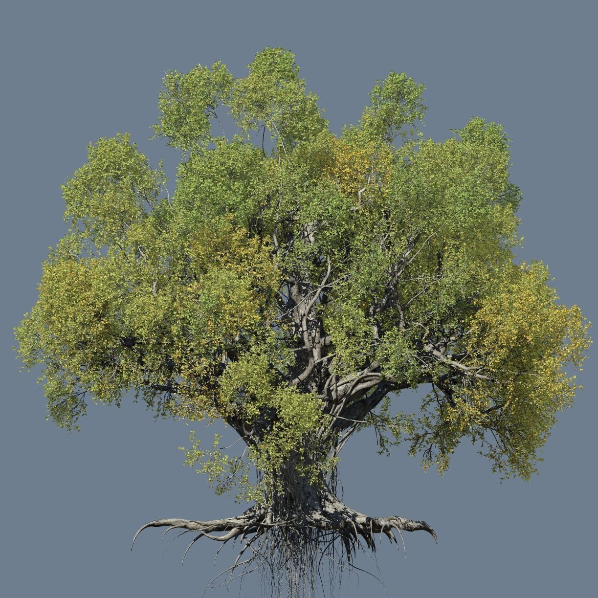 High quality Large banyan tree 02 3D model_1
