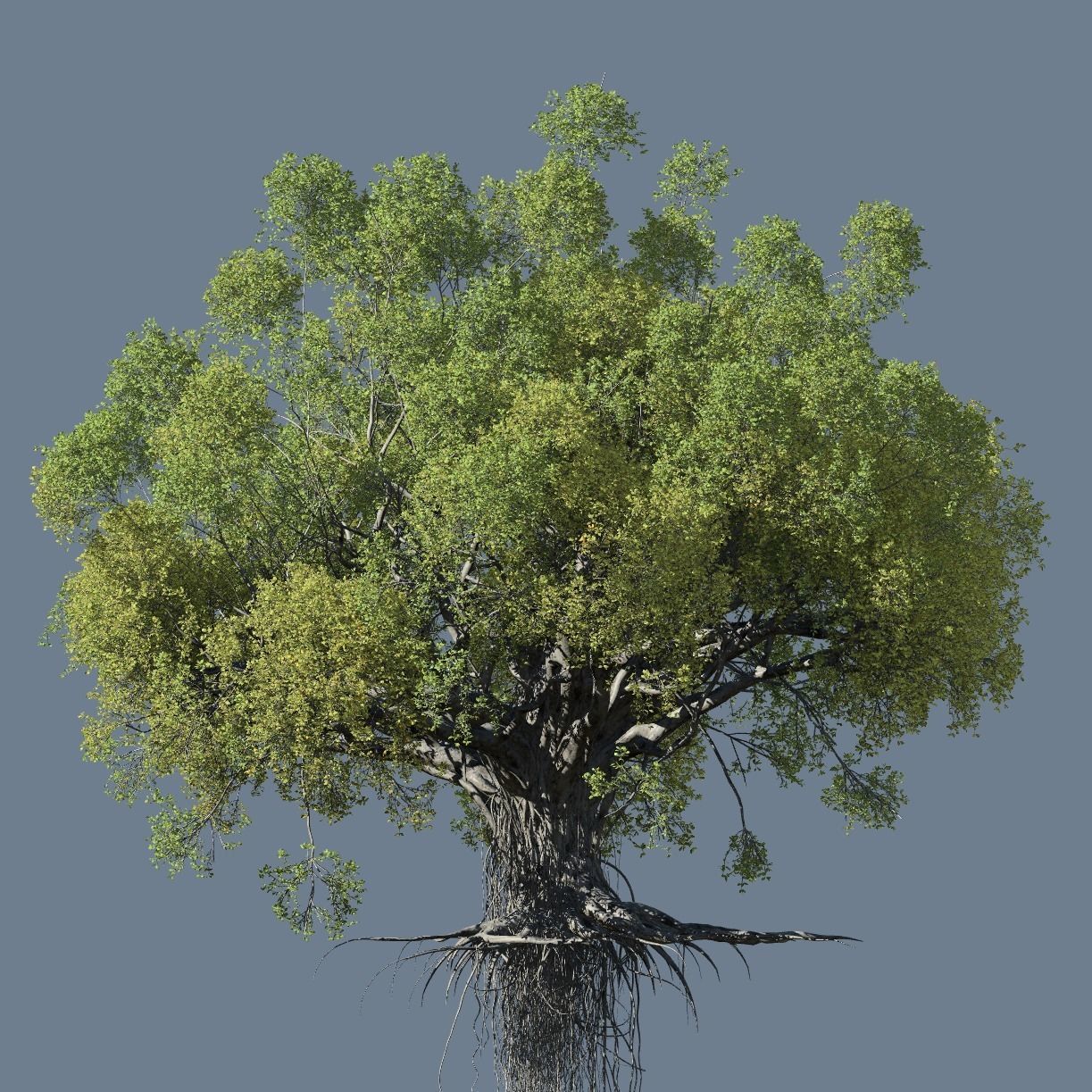High quality Large banyan tree 03 3D model_1