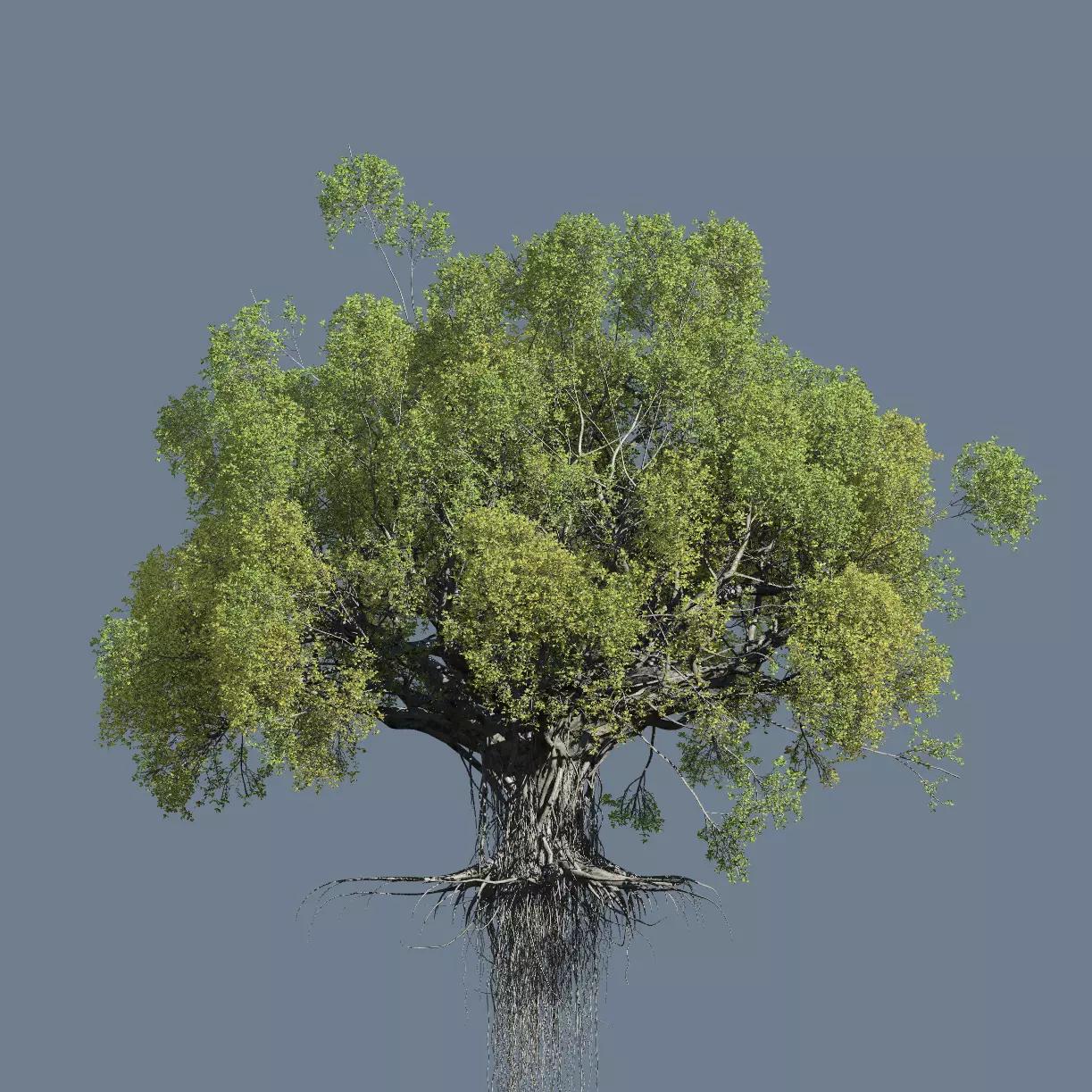 High quality Large banyan tree 03 3D model_0