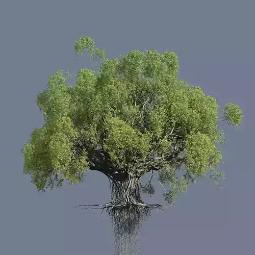 High quality Large banyan tree 03 3D model