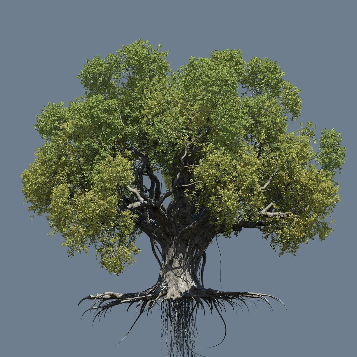 High quality Large banyan tree 04 3D model_1