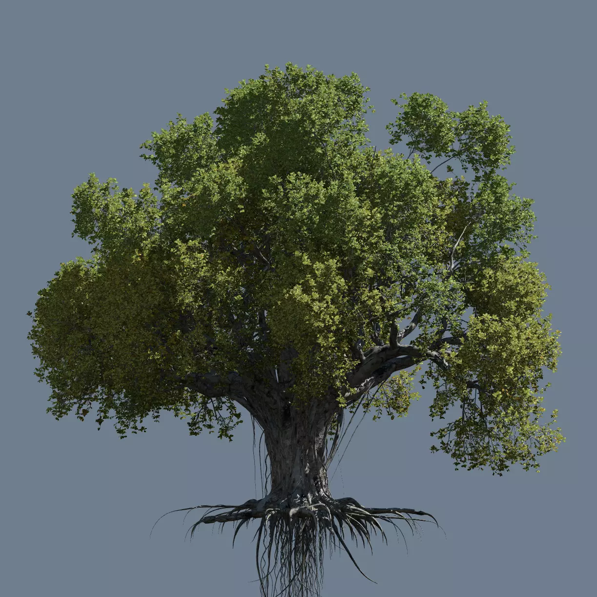 High quality Large banyan tree 04 3D model_0