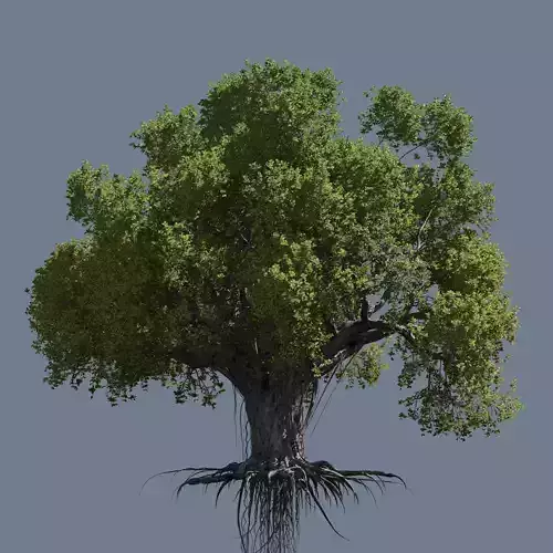 High quality Large banyan tree 04 3D model
