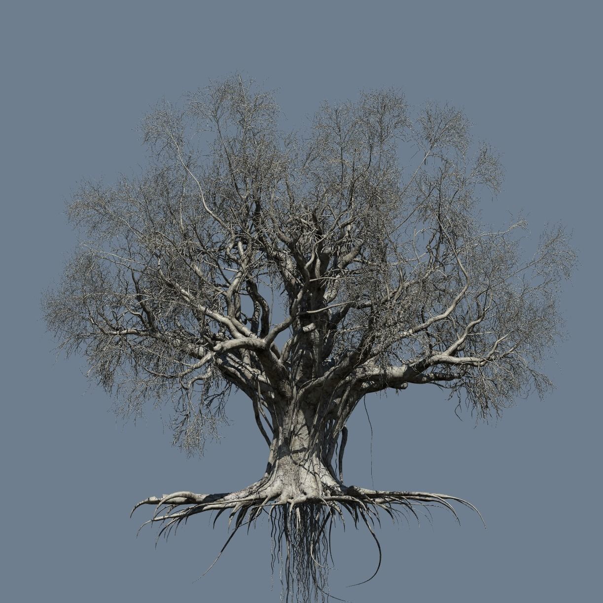 High quality Large banyan tree 04 3D model_2