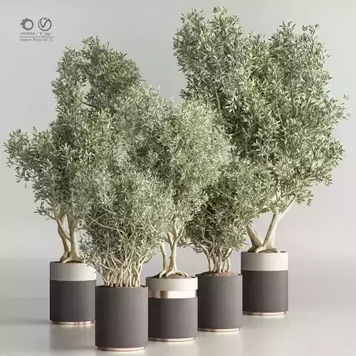 Indoor Plant Set 52