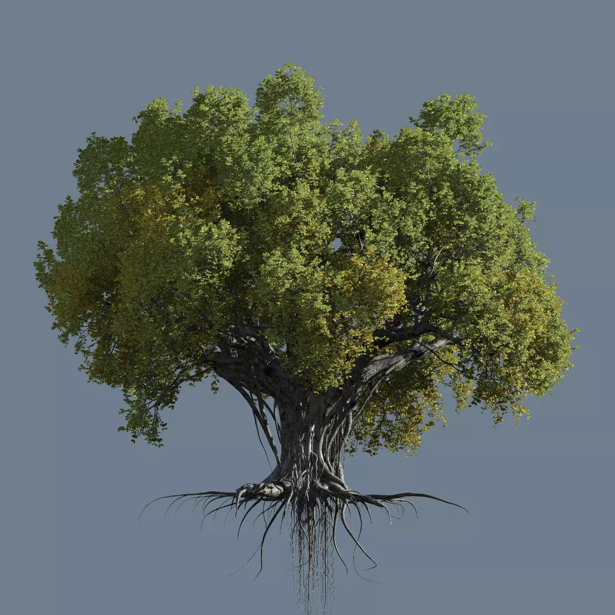 High quality Large banyan tree 05 3D model_0