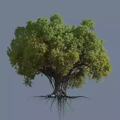 High quality Large banyan tree 05 3D model