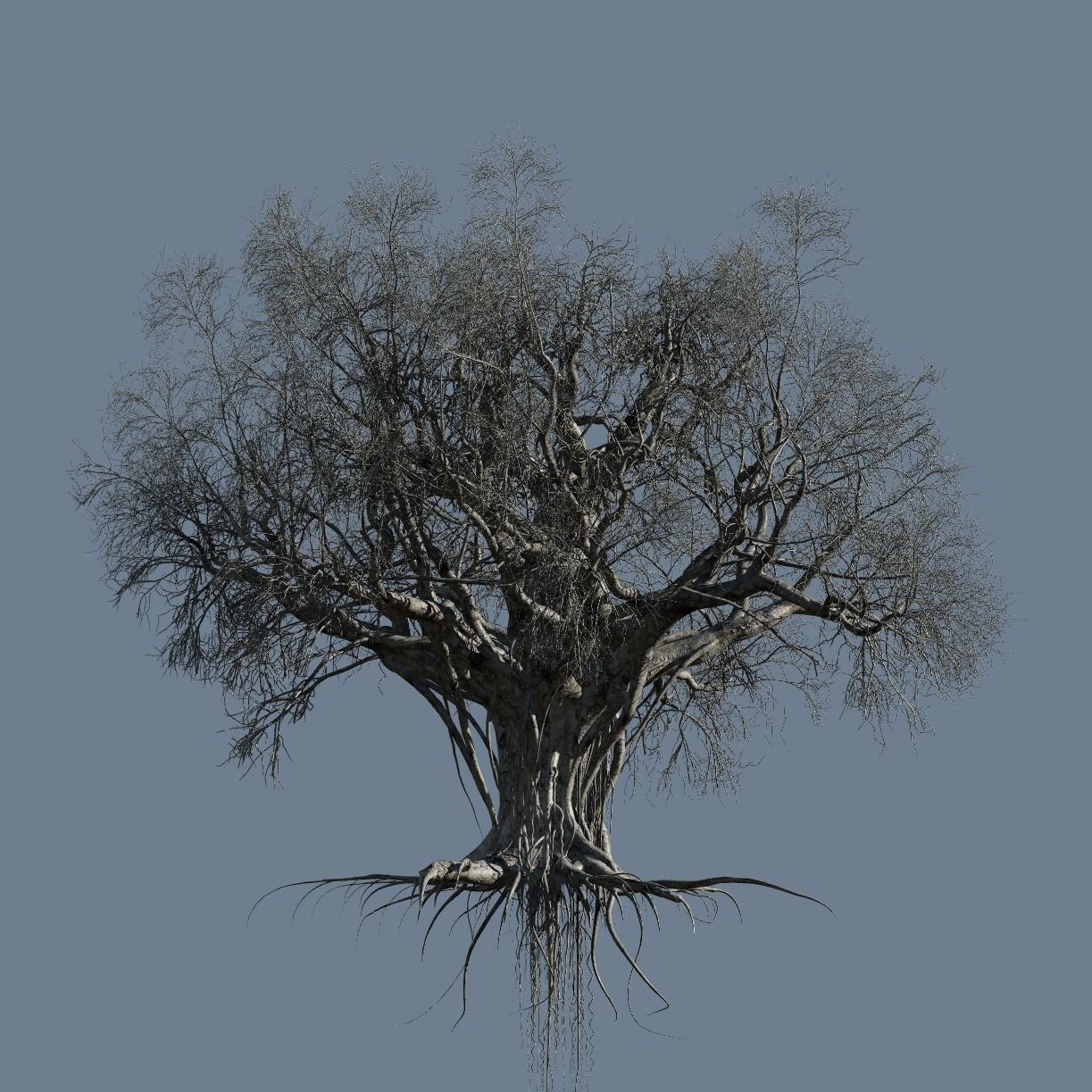 High quality Large banyan tree 05 3D model_2