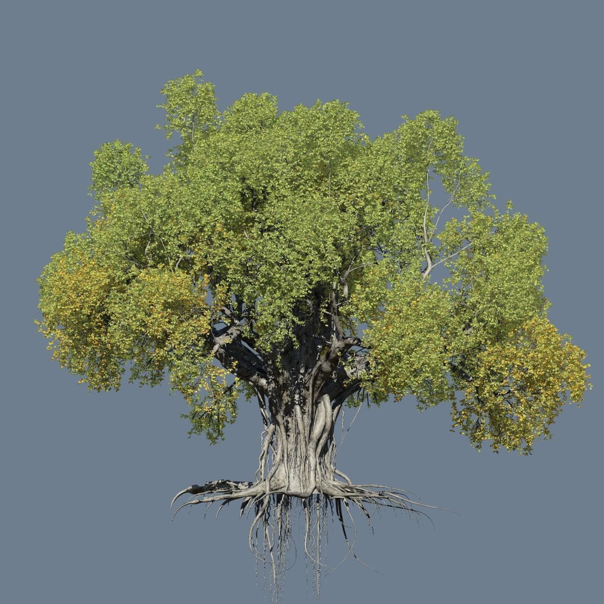 High quality Large banyan tree 05 3D model_1
