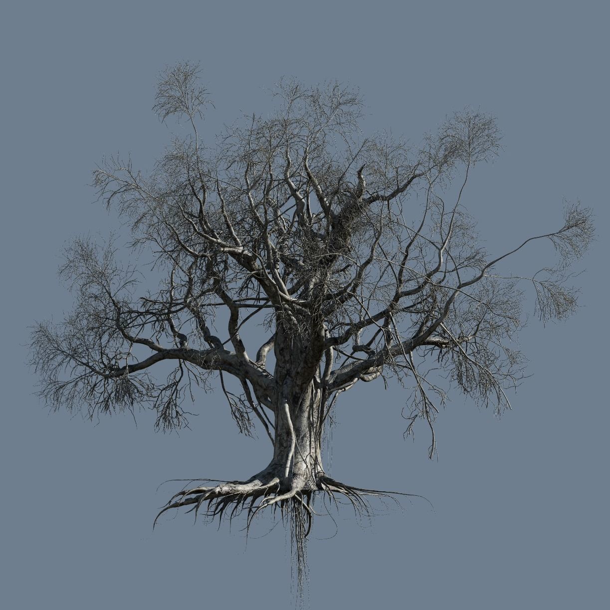 High quality Large banyan tree 06 3D model_2
