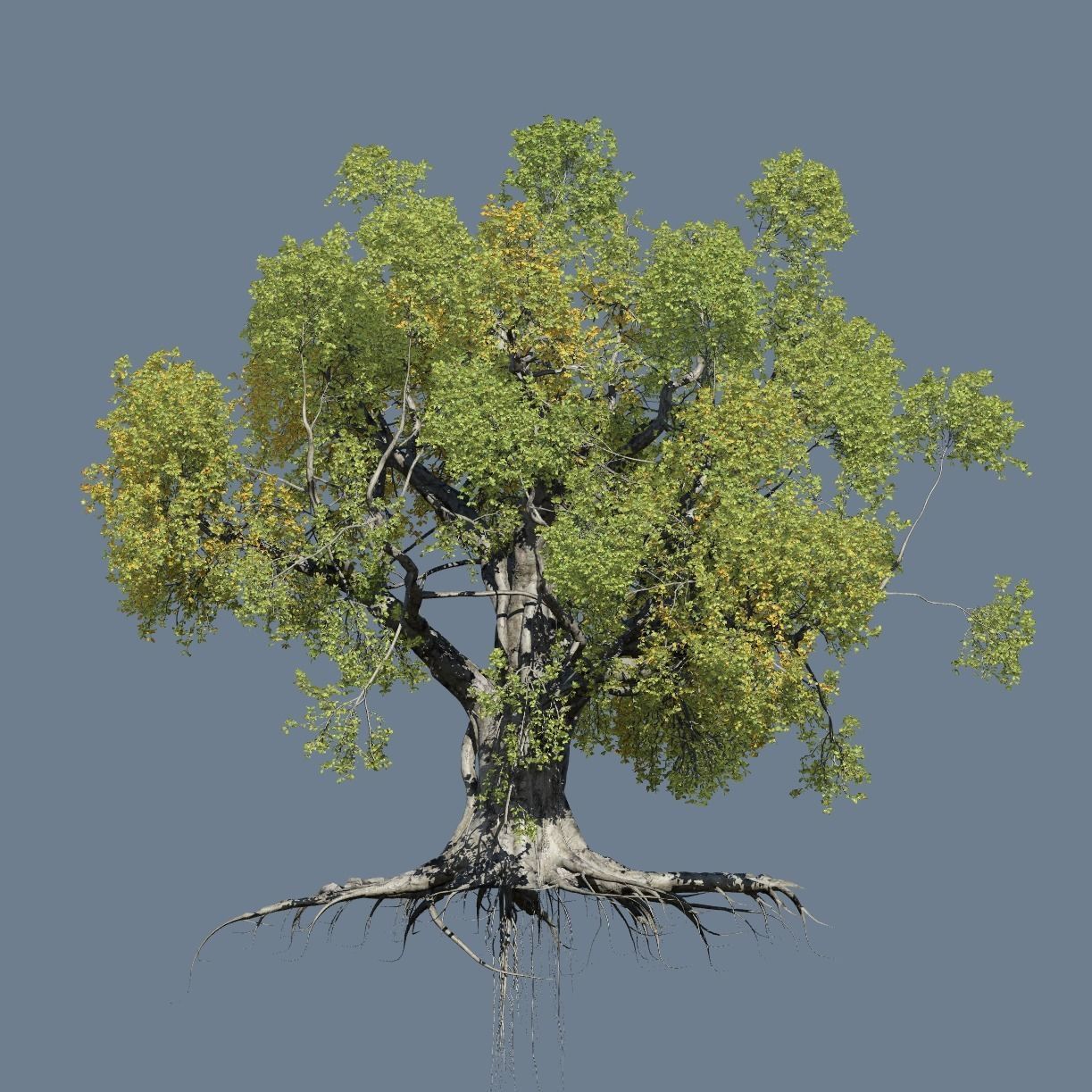 High quality Large banyan tree 06 3D model_1