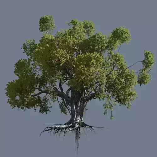 High quality Large banyan tree 06 3D model