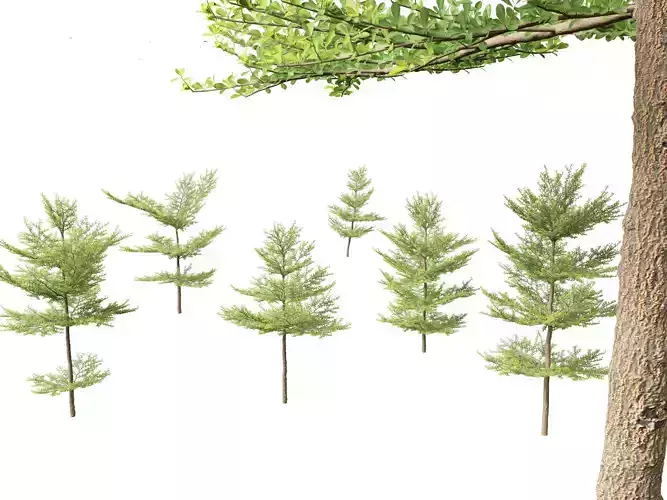 Terminalia mantaly  - Madagascar Almond