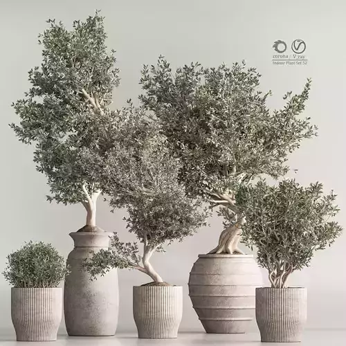 Indoor Plant Set 53