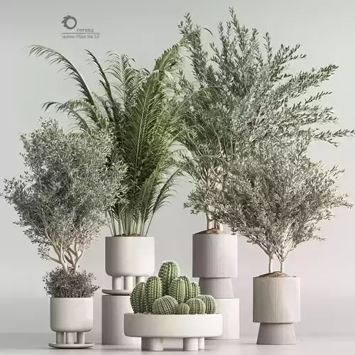 Indoor Plant Set 54