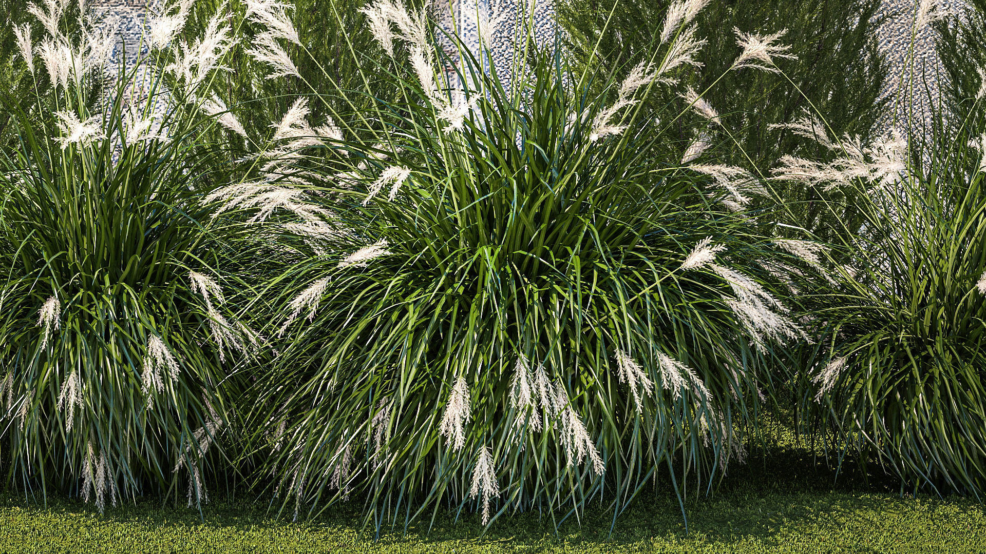 garden trees thuja cypress spruce pine miscanthus 1387 3D model_4