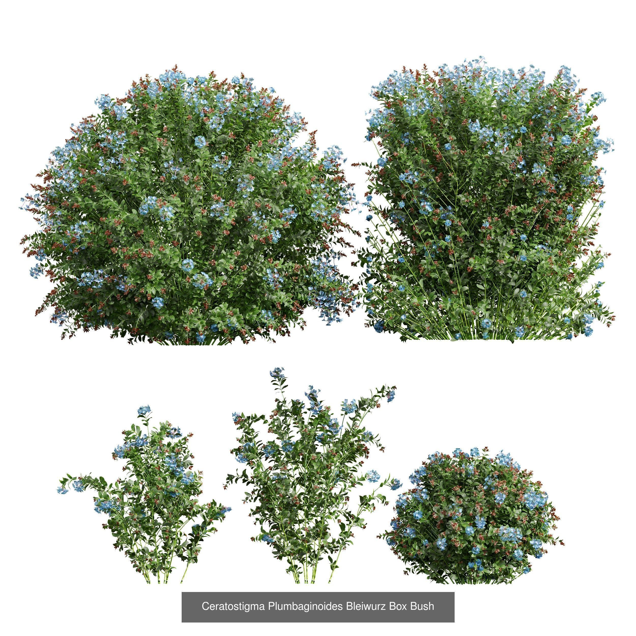 6 Different SETS of Box Bush SET VOL38 3D Model Collection_3