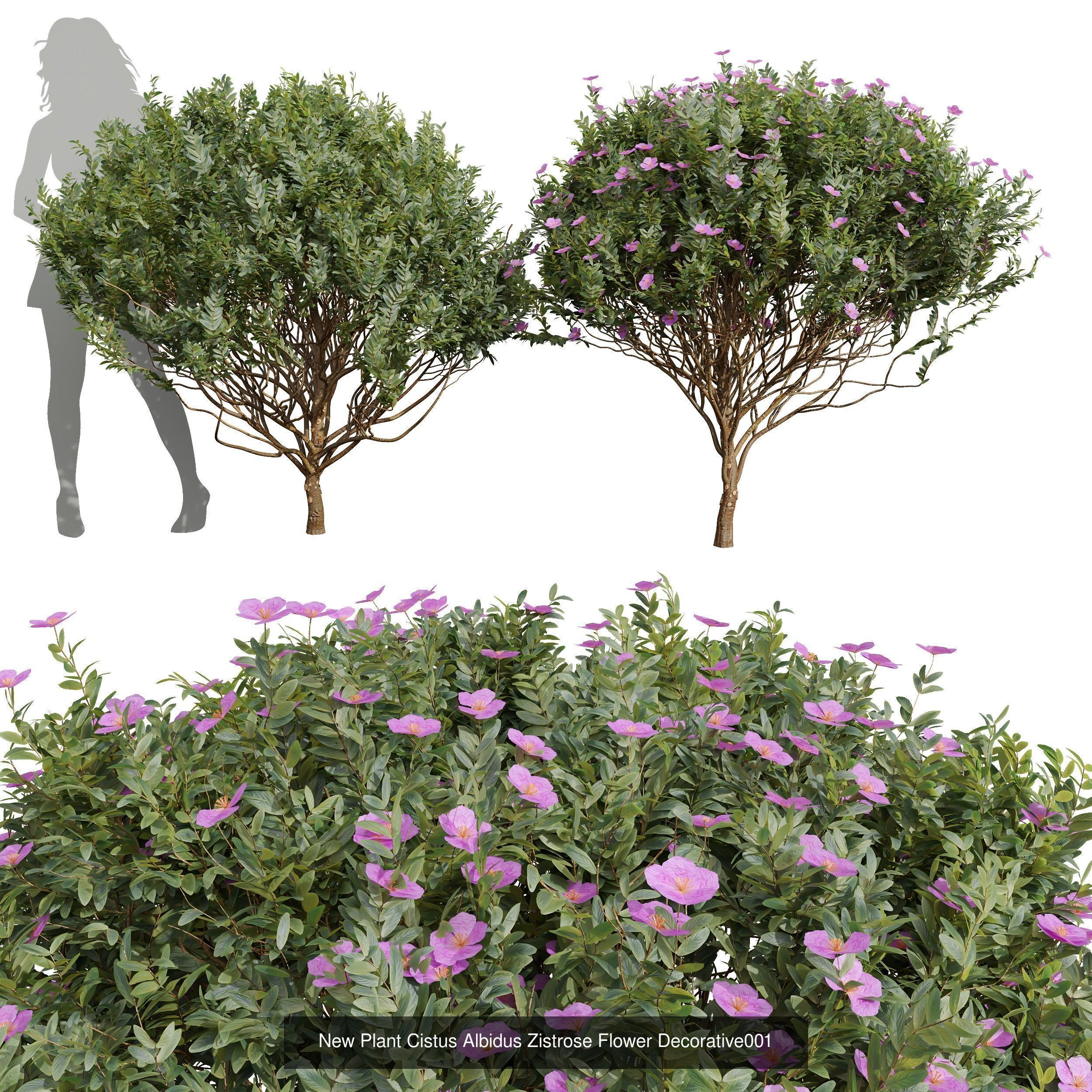 6 Different SETS of Box Bush SET VOL38 3D Model Collection_6