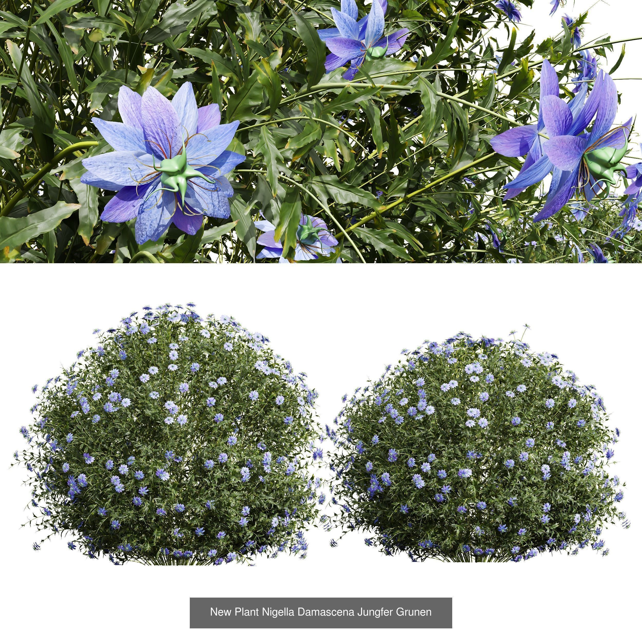 6 Different SETS of Box Bush SET VOL38 3D Model Collection_2