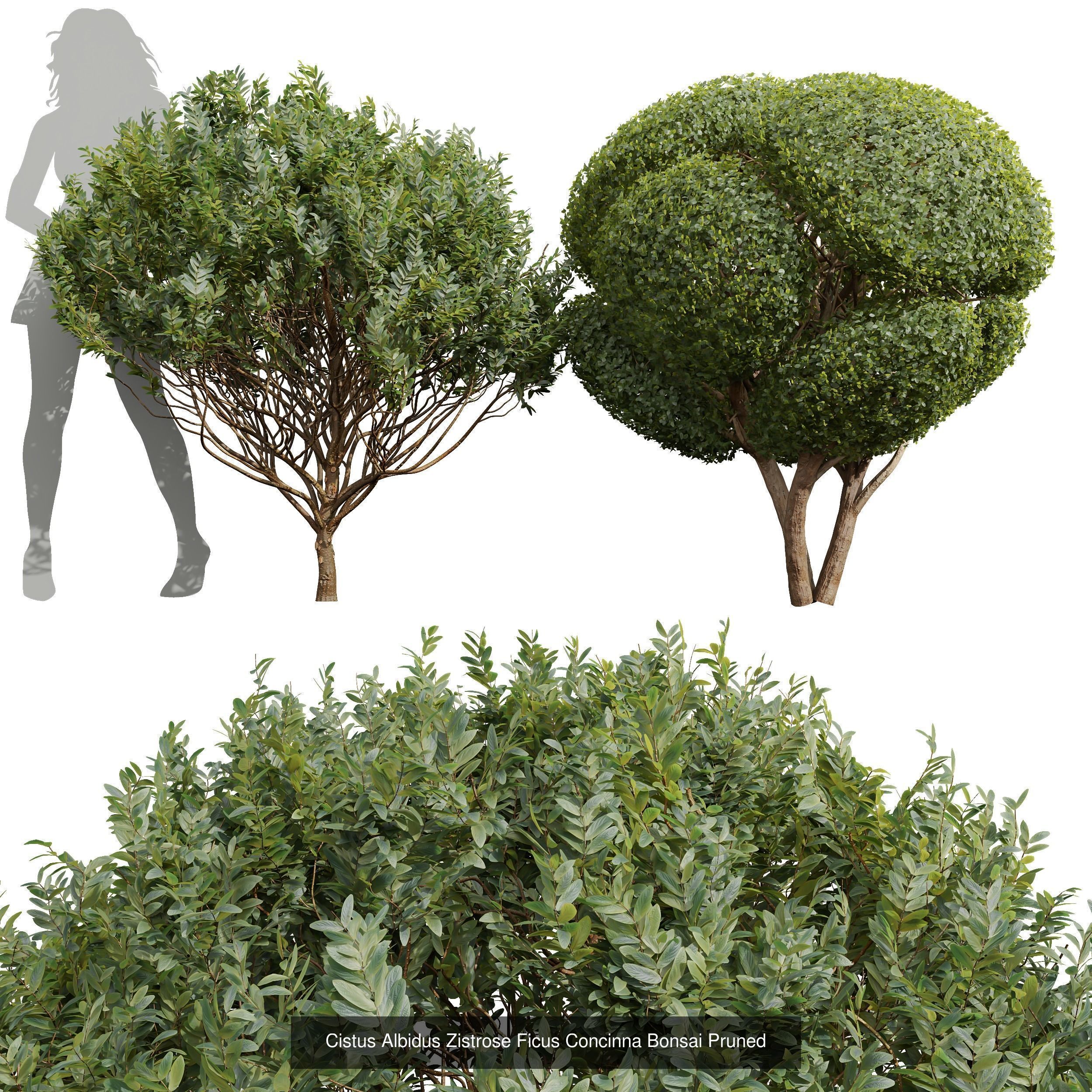6 Different SETS of Box Bush SET VOL38 3D Model Collection_5