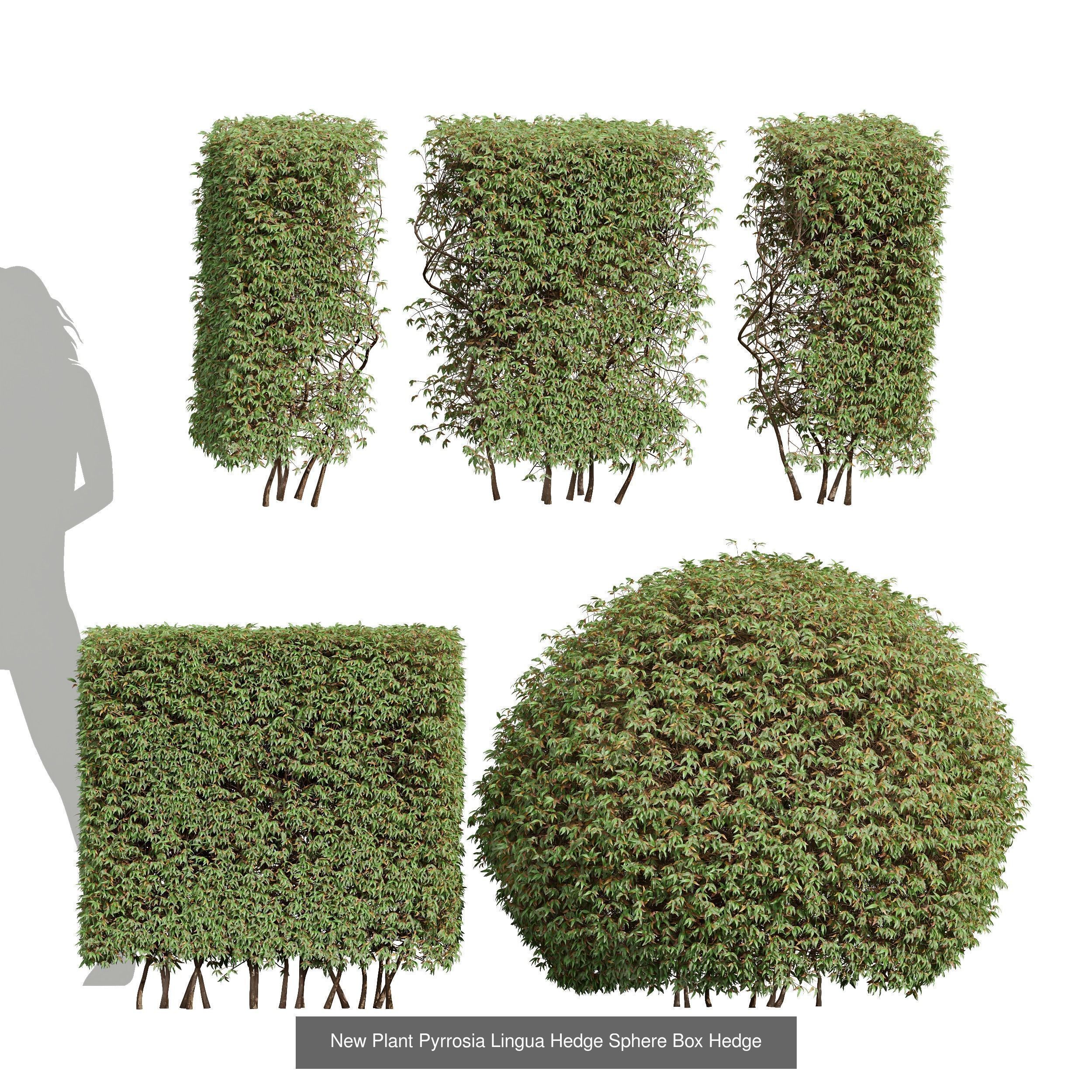 6 Different SETS of Box Bush SET VOL38 3D Model Collection_1
