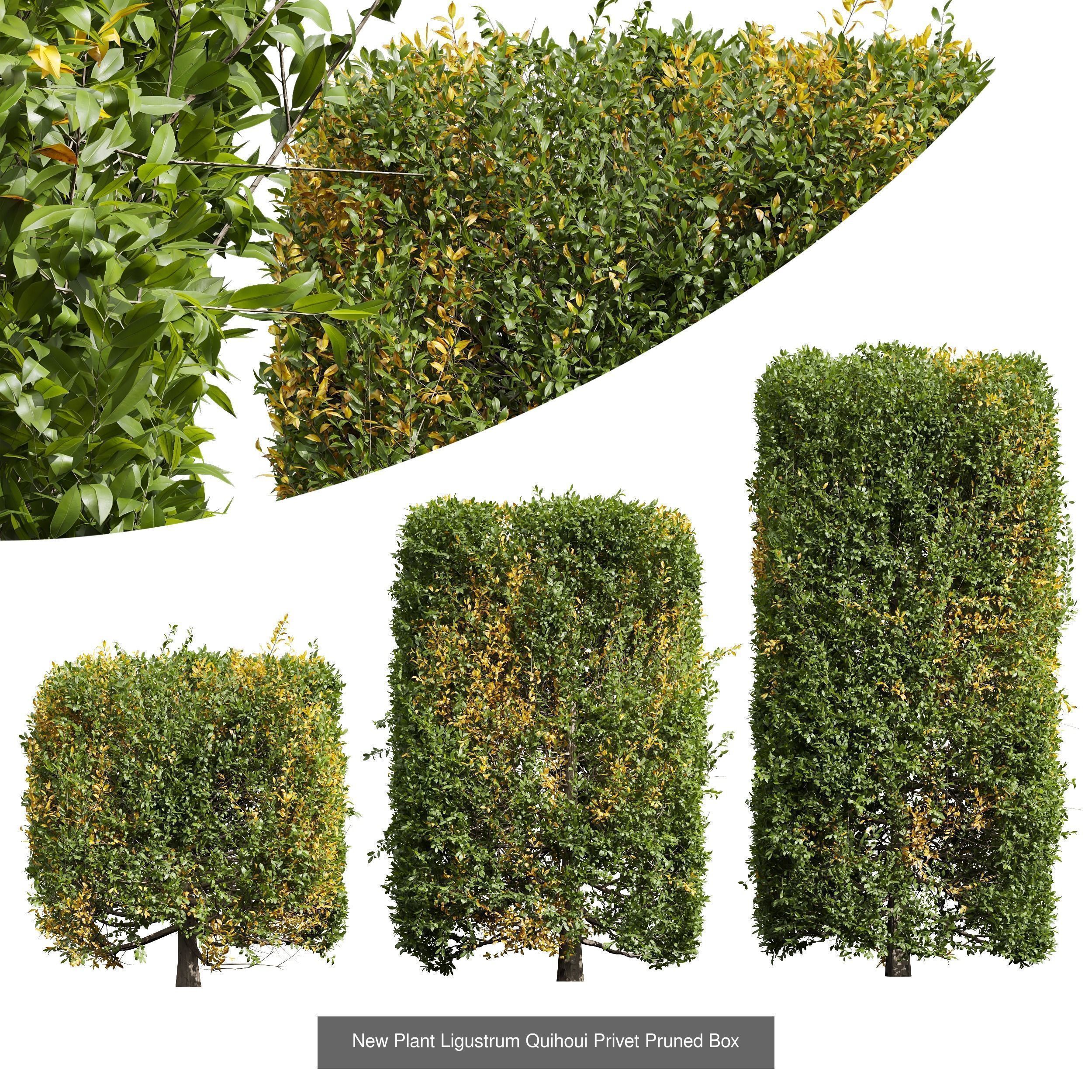 6 Different SETS of Bush SET VOL39 3D Model Collection_3
