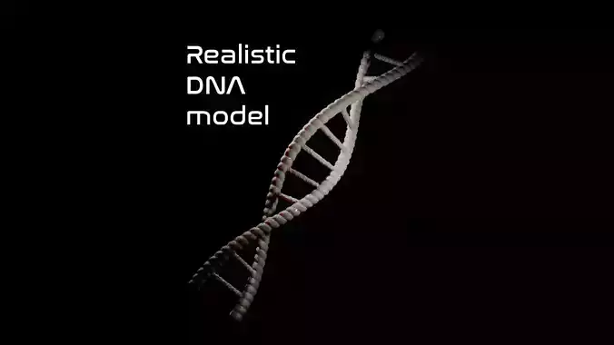 Professional realistic DNA Fragment 3D model
