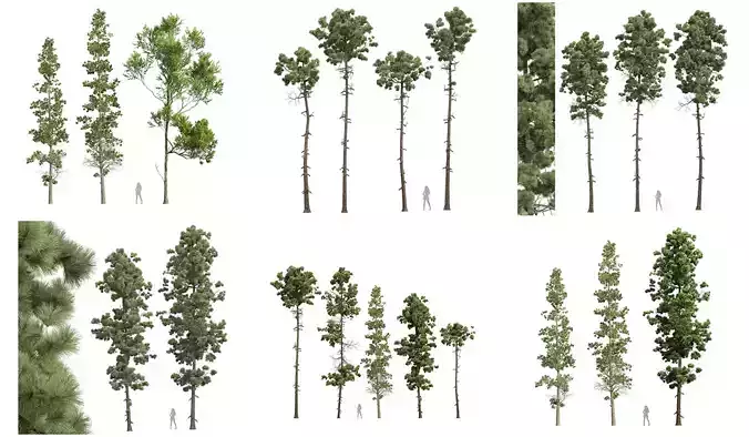  6 Different SETS of Tree SET VOL42